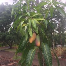 Mango Mahachanok (mangifera) Tropical Fruit Tree 12”-24&quot; - £39.96 GBP