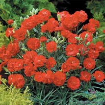 200 Cancan Scarlet Carnation Seeds Non-GMO, Heirloom, Fast Shipping - $8.96