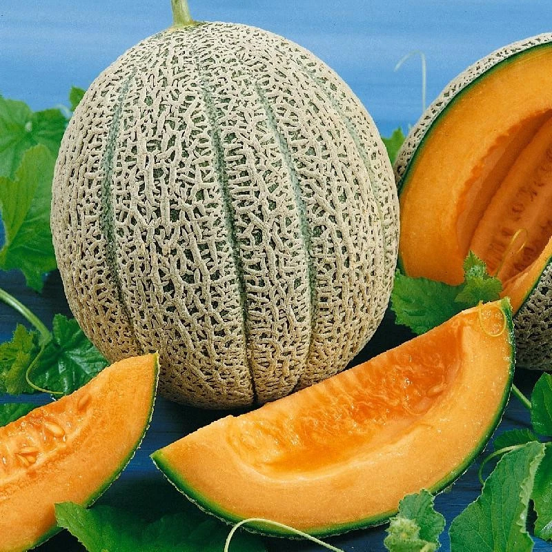 Hales Best Jumbo Cantaloupe Seeds (30)  / Florida Grown / Sweet / DELICIOUS - $12.39