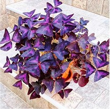 Oxalis Wood Sorrel Flower Oxalis Purple Shamrock Clover Real Flower Seedperennia - $6.80