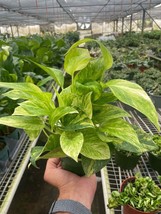 Neon Queen Pothos 4-Inch Pot Indoor Houseplant Decor - $695.97 MXN