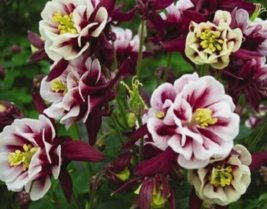 25 Pc Seeds Winky Double Red White Columbine Flower, Aquilegia Seeds | RK - £16.83 GBP