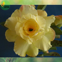 Fresh Seeds Huangmao Yellow Desert Rose Seeds Pack 2 Seeds Big Double Fl... - $14.90