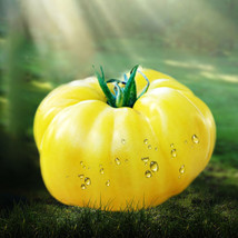 Dixie Golden Giant Tomato Seeds Yellow Big Tomato Fruits 5 seeds/pack - £6.27 GBP
