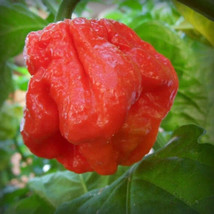 KBS 25 Seeds 7 Pot Jonah Pepper Vegetables ing Edible Food Home Garden  - $208.73 MXN