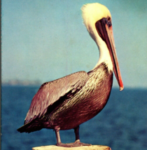 c1955 Pelican in Florida on Piling PlastiChrome Robert Leahey Unposted P... - £7.53 GBP