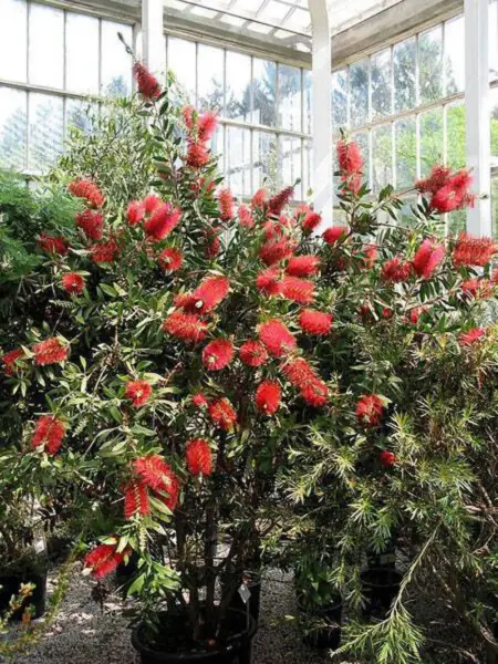 Top Seller 40 Crimson Bottlebrush Callistemon Citrinus Flowering Shrub S... - $14.60