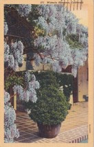 Wisteria Blossoms San Diego California CA 1940 Postcard E06 - £5.67 GBP