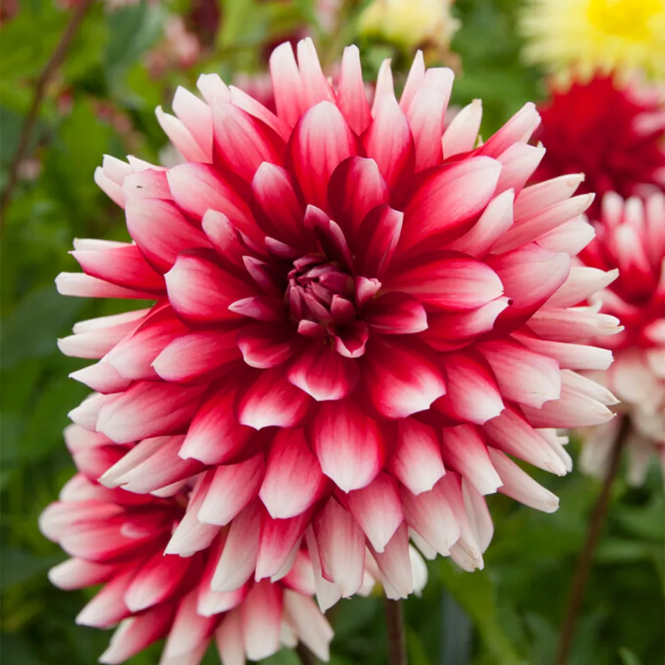 Jowey Morris Dahlia Flower 3 Bulbs - £18.11 GBP