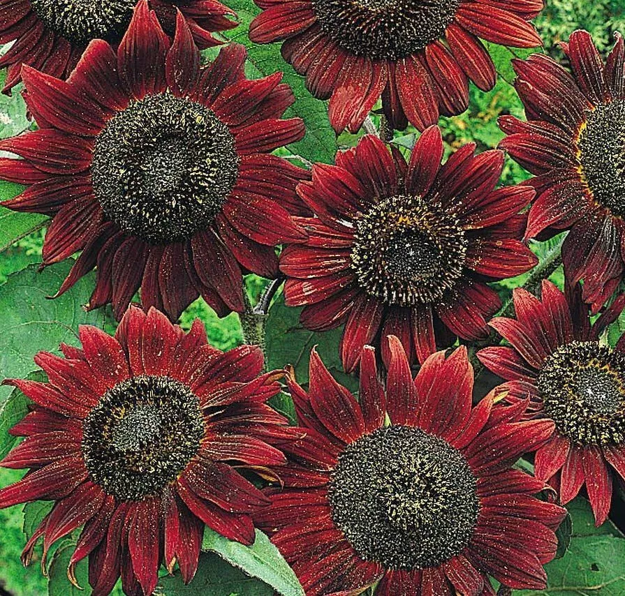 50 Flower SEED VELVET QUEEN SUNFLOWER For Garden - $96.69 MXN