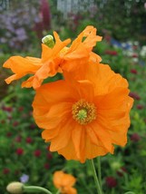 Spanish Poppy - Flore Pleno Orange - 25+ seeds - Z 078 - £1.55 GBP
