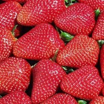 10 Live Strawberry Plants San Andreas Everbearing , NON GMO - $33.00