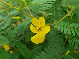 25 seeds partridge pea | chamaecrista fascicu florida native flowers gulf - $5.86