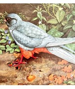 Red Footed Falcon Art Print Color Plate Birds Of Prey Vintage Nature 197... - $48.54 CAD