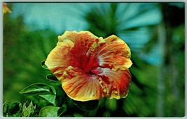 Hawaiian Sunset Hibiscus Flower Hawaii HI UNP Unused Chrome Postcard G7 - £2.29 GBP