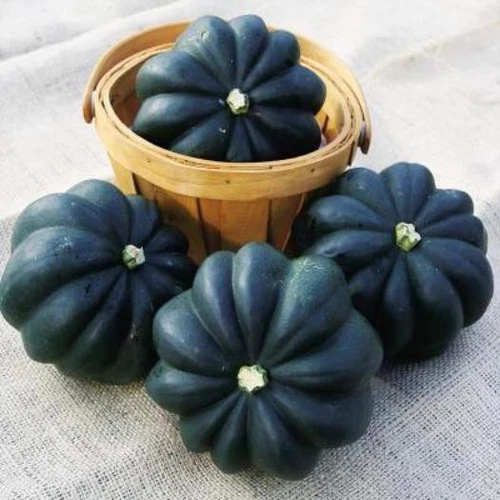 THJAR Squash Seed, Acorn Table Queen, Winter Squash Seed, Non-Gmo Heirlo... - $68.28 MXN