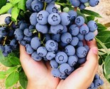 1000 Seeds Blueberry Fruit Seeds Sweet Non Gmo Fresh Harvest Fast Shipping - £16.02 GBP