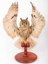 Stuffed Mounts Long Ear OWL flight simulation Taxidermy Owl Asio otus Bird  - £266.26 GBP