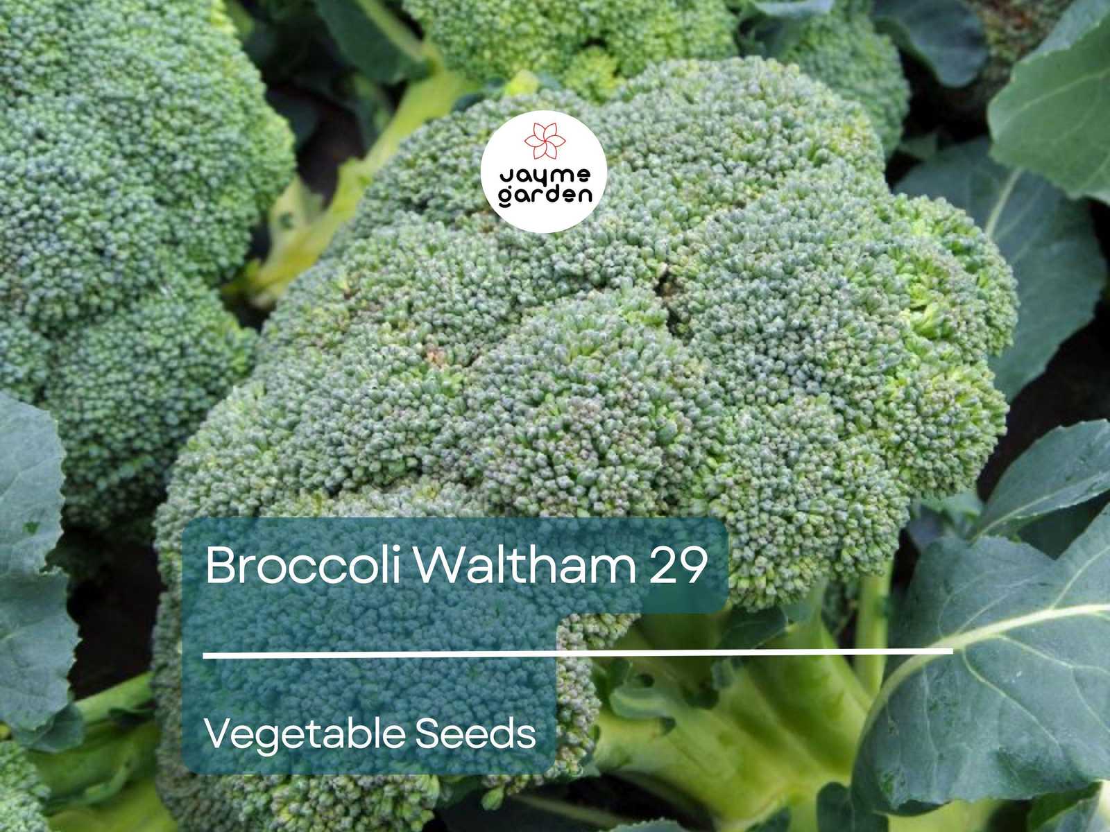 Broccoli Waltham 29 Seeds (1 Gram) - Heirloom Non-GMO Variety - High-Yie... - $4.50