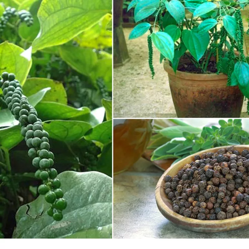 Piper Nigrum CEYLON Black Pepper Peppercorn Heirloom seeds 10 Seeds - £12.51 GBP