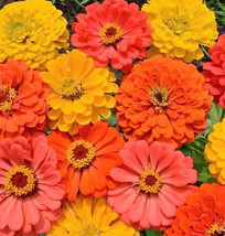 New Fresh Seeds Fruity Beauty Mix Zinnia Pink Coral Orange Yellow Mixed Flower - $9.90