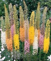 100 Foxtail Lily Flower Seeds SH11687C - £15.42 GBP