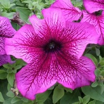 30 Petunia Grandiflora Prism Plum Sundae Flower Seeds Long Lasting Annual From U - £6.58 GBP