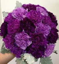 100 Purple Mix Carnation Seeds Dianthus Flowers Seed Flower Bloom 218 Fresh USA  - £9.46 GBP