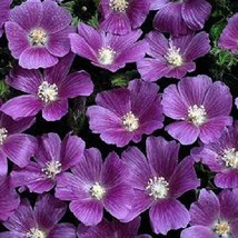 20+ Anoda Cristata Flower Seeds Annual Marvelous Coloring - £7.79 GBP