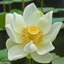 Heirloom Bonsai White Nelumbo Nucifera Lotus - 1 Seeds - £4.59 GBP