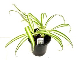 Chlorophytum Variegated Spider Houseplant - £19.74 GBP