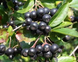 Aronia Melanocarpa (Black Chokeberry) 15 seeds - £1.03 GBP