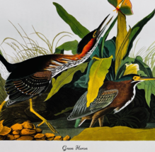 1979 Green Heron Color Plate Print Audubon Birds Of America Art Vintage ... - $29.99