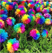 20 pcs Rainbow Chrysanthemum Flower Seeds FRESH SEEDS - £3.06 GBP