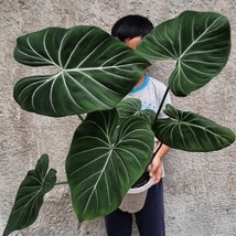 Philodendron Dark Form Gloriosum 2 Inch Pot 2 Plants Fresh Garden - $53.71 CAD