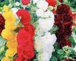 Double Hollyhock Tall Beautiful Flower Mix Seeds Open Pollinated Heirloo... - $8.99