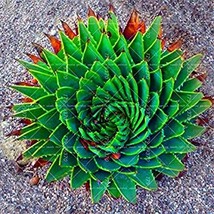 200 Seeds Aloe Polyphylla Pillans Bonsai Spiral Aloe Flower Succulent Plants Pot - $10.58