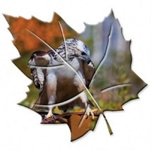 Redtail Hawk Bird Metal Wall Art Maple Leaf Red Tail Jim Backus Photogra... - $94.00