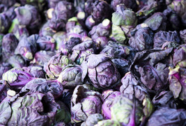 USA SELLER 70 Red Ball Brussel Sprout Brussels Sprouts Brassica Oleracea Vegetab - £11.27 GBP