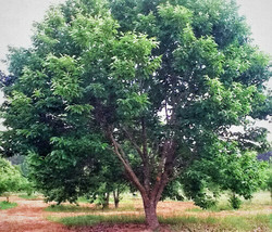 2 Live Plants Chinese Chestnut Tree 6 In. Seedling Sapling Fruit Nut Castanea - £31.63 GBP
