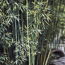 SD 50 Stone Bamboo Seeds Privacy Plant Garden Clumping Shade Screen Fast... - $12.11