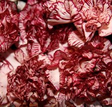 30 Seeds Carnation Red and White Avranchnin Evergreen Perennial Flower  - £13.37 GBP