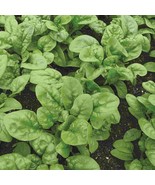 Bloomsdale Long Standing Spinach Seeds, NON-GMO, Variety Sizes, FREE SHI... - £1.31 GBP+