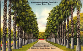 Washingtonia Robusta Palm Drive St Augustine Florida FL Vintage Postcard (A14) - £4.28 GBP