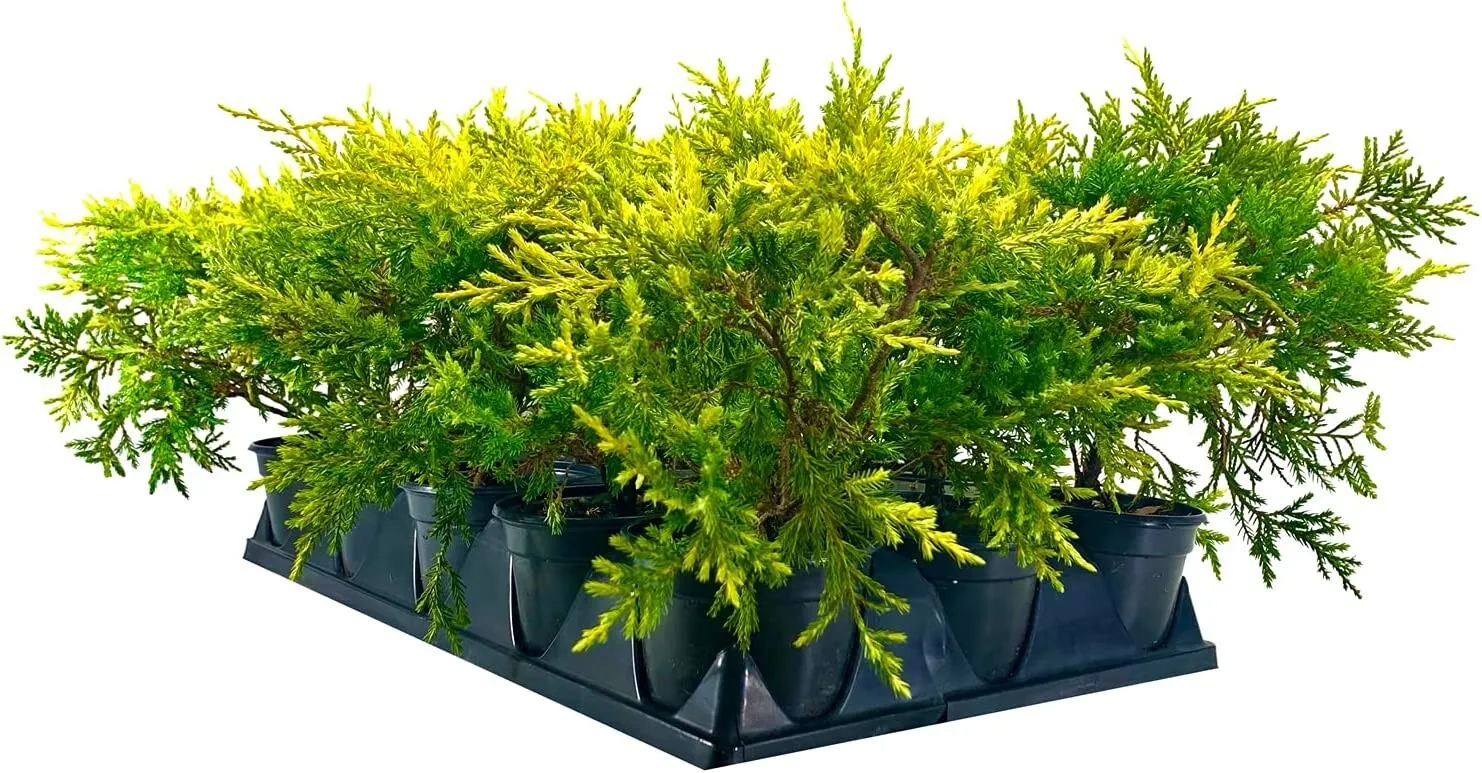 Saybrook Gold Juniper Live 4nch Pot Juniperus Chinensis - $40.77