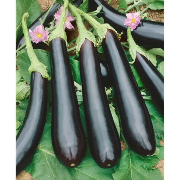 100 Long Purple Eggplant Free Shipping Fresh Seeds - £10.32 GBP