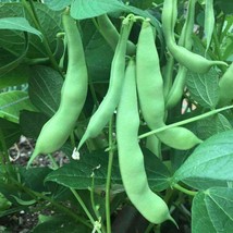 Roma Ii Bush Green Bean Seeds, Flat Stringless, NON-GMO, Free Shipping - $2.27+