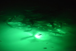 Green Fishing Strip Light - £44.74 GBP