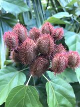 3-4 Onz Leaves. Orellana * Annatto * Achiote * Lipstick Tree * Tropical * - $14.00