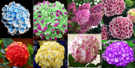 20 Seeds For Mixed Color Hydrangea Red Blue Pink Flower Plant 16B - £12.14 GBP